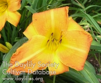 Daylily Blooming Idiot
